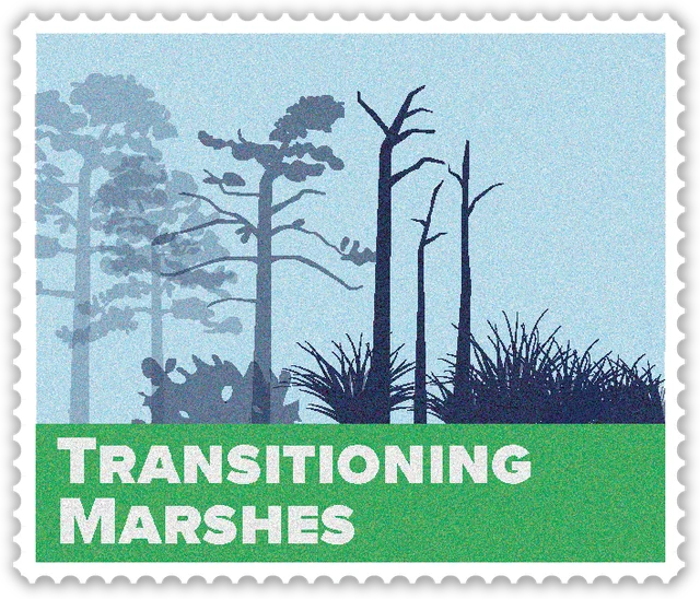 Transitioning Marshes
